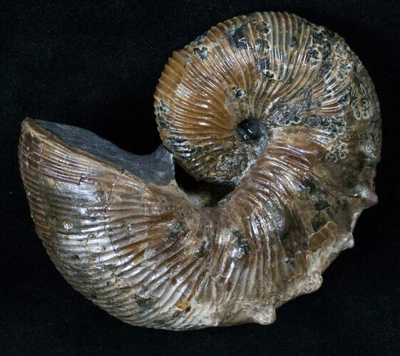 Hoploscaphites Nodosus Ammonite - Iridescent Shell #16259